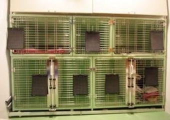 Pet Friendly Veterinarian in Amsterdam, vets in Amsterdam