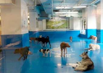 pet day care manhattan