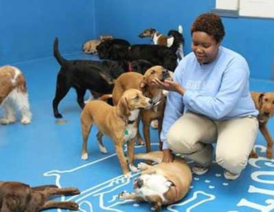 pet day care manhattan