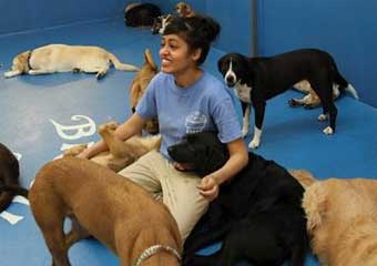 pet day care manhattan