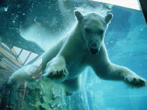 fun new york central park zoo