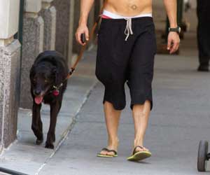 heated dog in new york