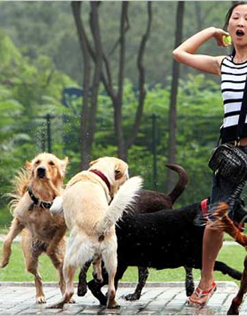 dog park New York City