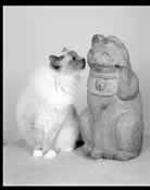 Pet friendly day care in new york