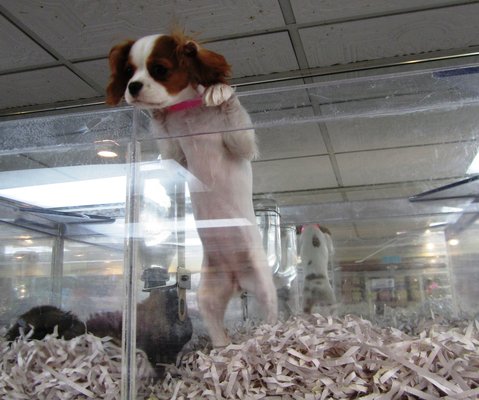 pet friendly store in new york