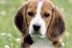 Pet friendly day care in new york